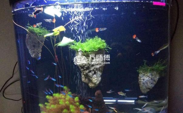 如何改善鱼缸风水,从此财运不断！