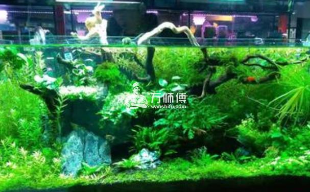 https://qncdn.wanshifu.com/27b1fcdcb7b13d2e83ecc0850aa87c62