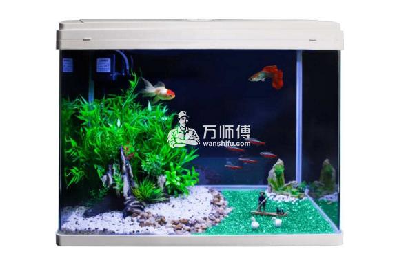 水族箱摆放风水禁忌,依风水而放,预防厄运！