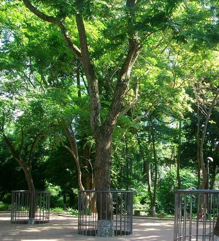 黄花梨特征辨识材质的10个方法