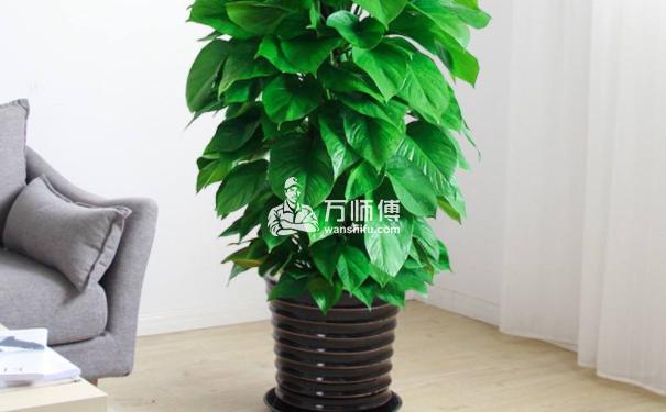 https://qncdn.wanshifu.com/d852c78377ba99025bd2512e6fff645c