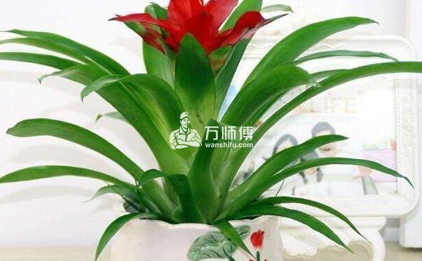 https://qncdn.wanshifu.com/ec980edb2138192aae8aed8ad4fd086f