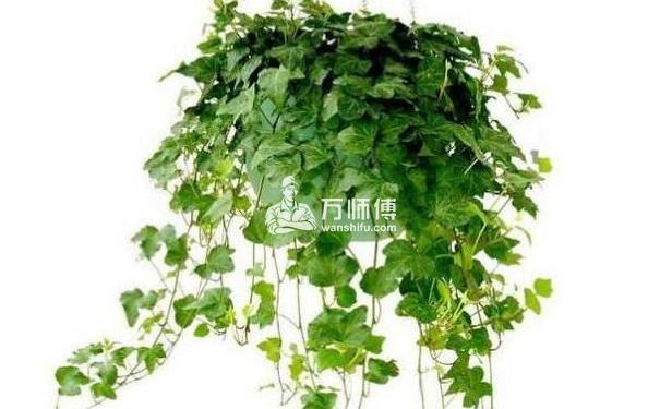 https://qncdn.wanshifu.com/f4fd00dfe5b1dbc86644fd5c2d082009