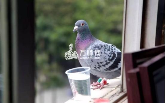 什么快递可以寄鸽子快递明令禁止寄送活物